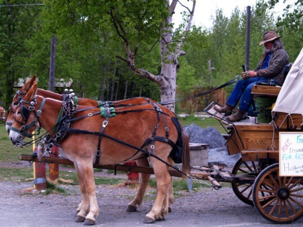 Carriage rides available in Talkeetna