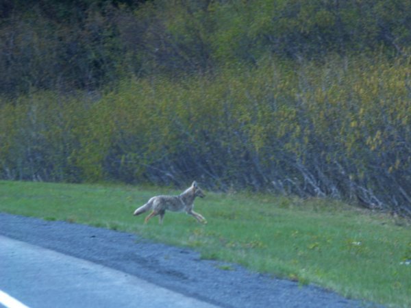 Coyote crossing highway