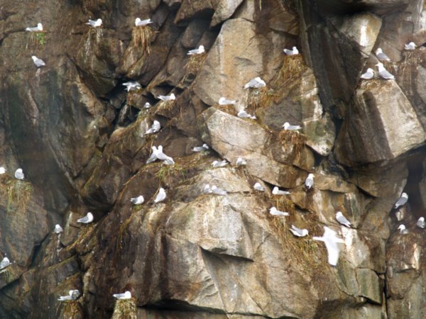 Birds nesting in the rocks