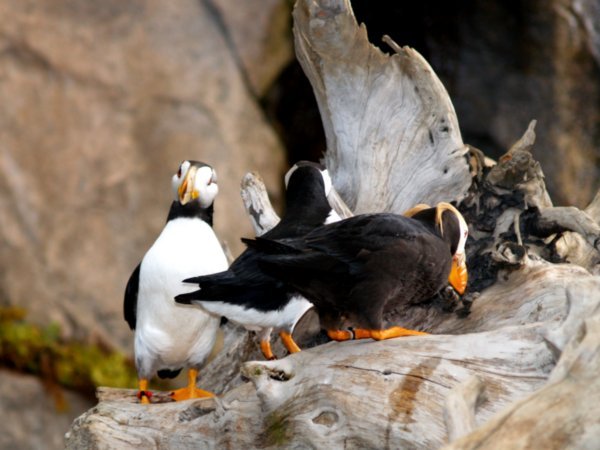 The Puffin to the righ is a Tufted Puffin