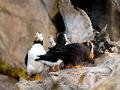 The Puffin to the righ is a Tufted Puffin