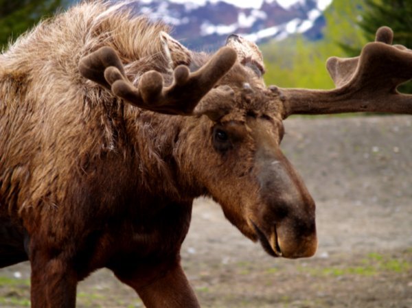 Moose Up Close