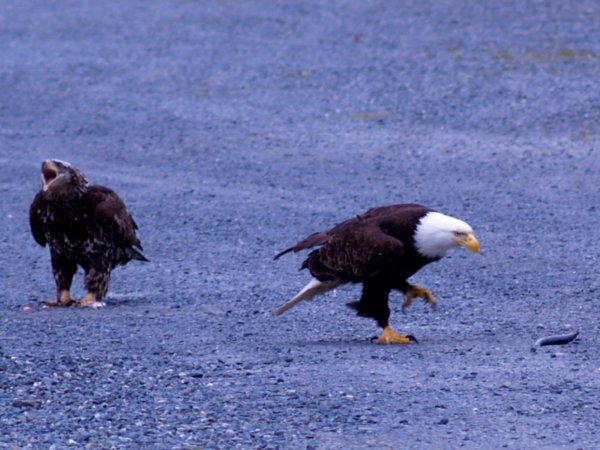 Golden Eagle and Bald Eagle
