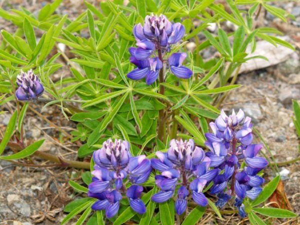 Lupin in Bloom