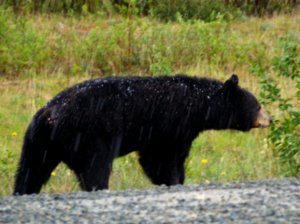 Black Bear in the hail