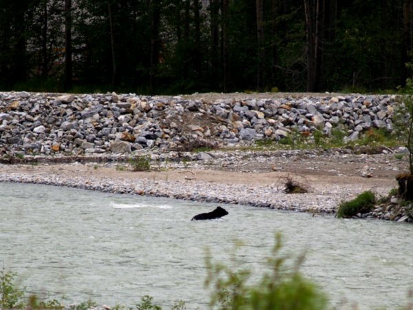 Bear swimming across river