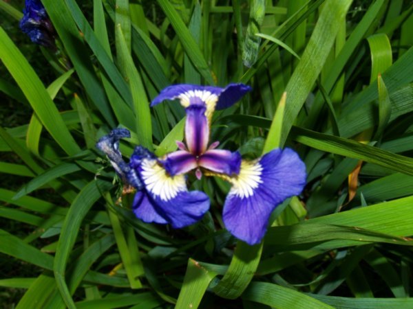 The Iris's are out