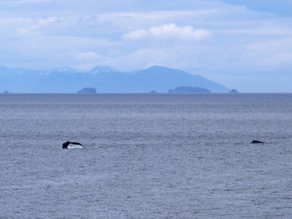 A couple of whales