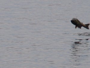 Salmon Jumping Salmon Jumping