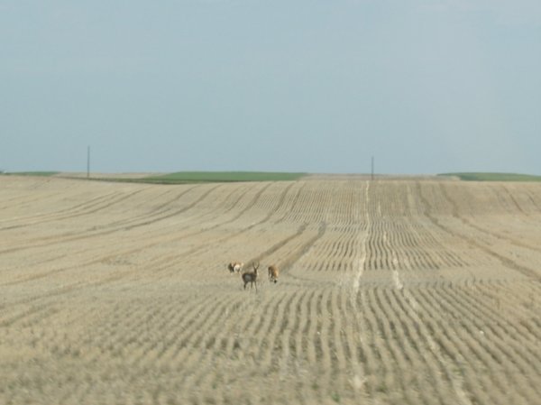 Elk in the field