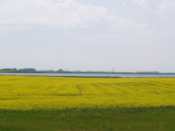 Yellow green fields
