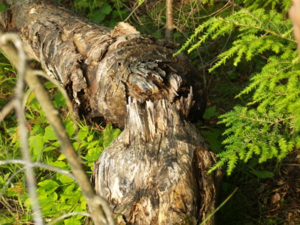 Beaver downed tree