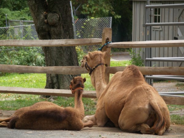 Baby and Mama Camel