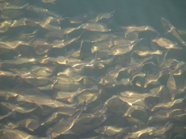 School of fish in quarry