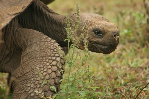 Tortoise, a big one, in the reserve