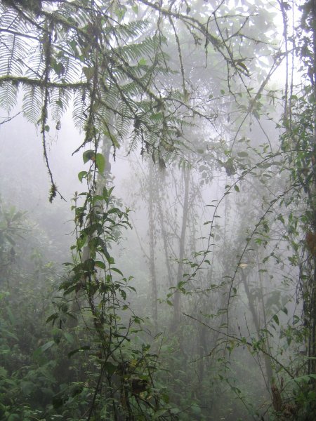 Bellavista cloud forest, Ecuador