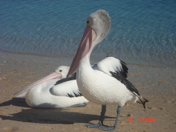 Grappige gasten die pelikanen.