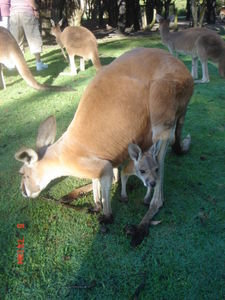 Kangaroo met kleine.