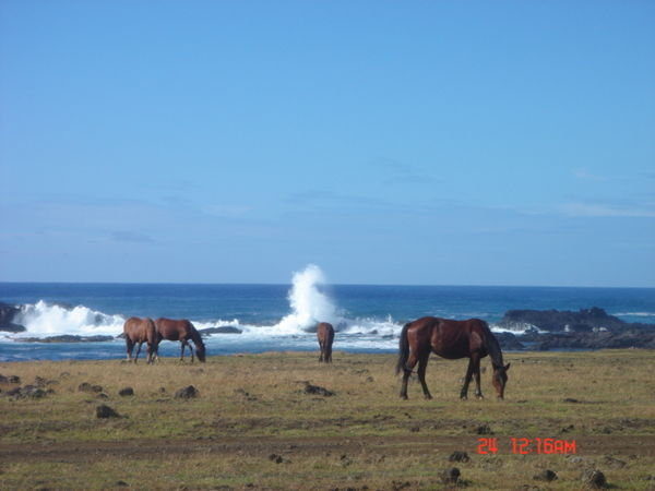 Heel veel wilde paarden op Rapa Nui(Paaseland).