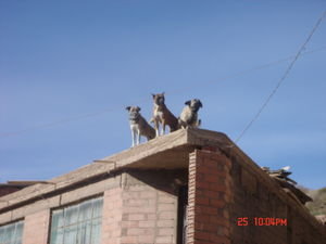 Honden op het dak,Liza schrok er erg van(hihi)