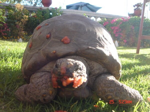 Mister Turtle...eating a tomato.