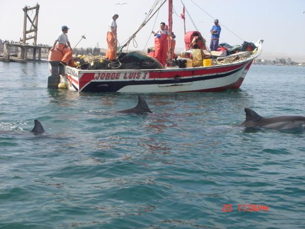 Ook dolfijnen in Peru!!!