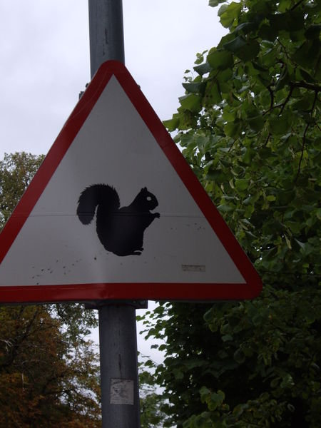 WARNING! ...squirrels?!