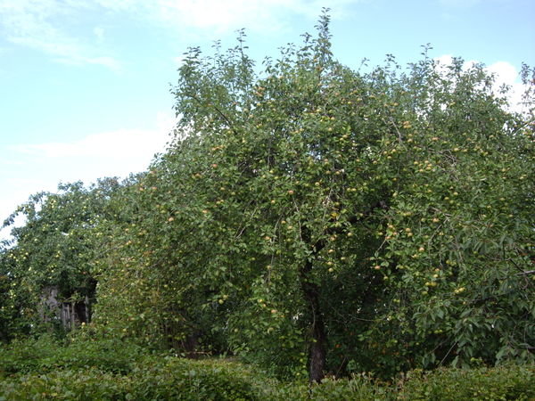 Apple tree overloaded with fruit