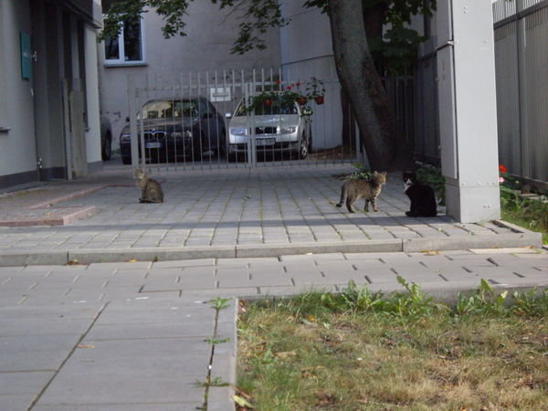 Stray cats... spent longer here than elsewhere