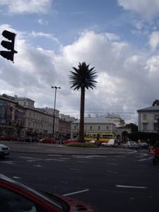 Palm tree in the middle of the road??