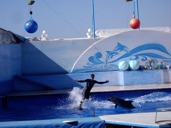 Surfing...on a dolphin