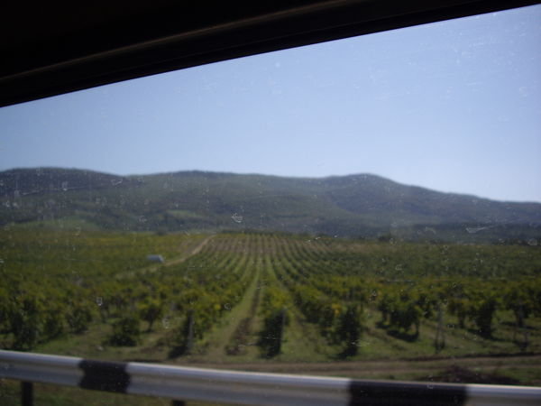 Vineyards From the Minibus