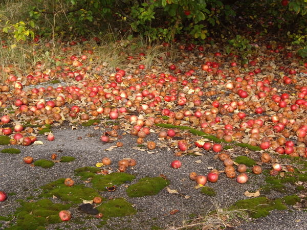 Untouchable Apples