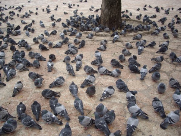 The Unmovable Pigeons