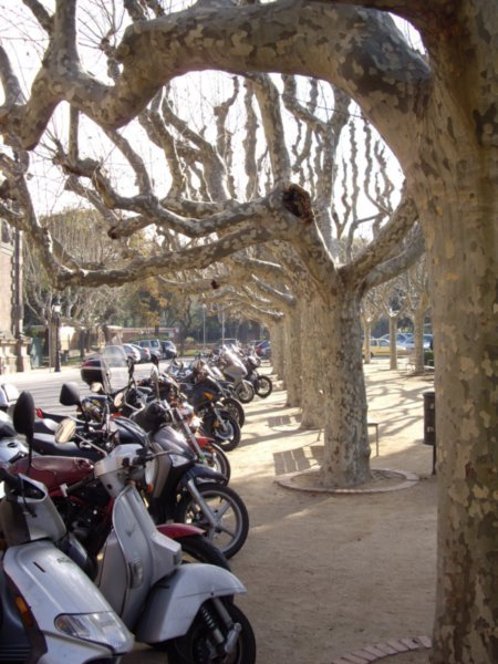 Scooter Con Tree