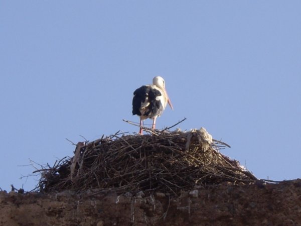 Stork Bum