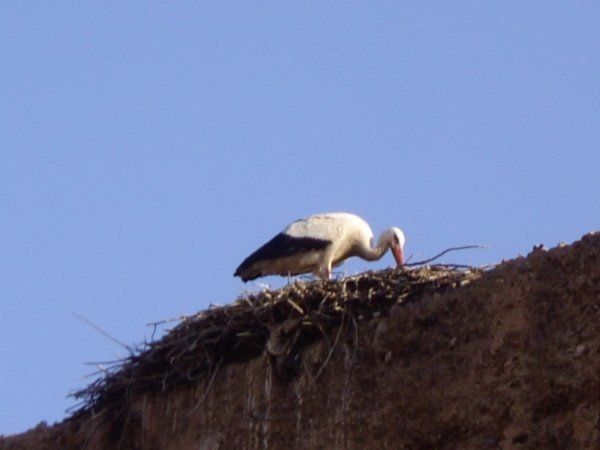 Ahh! a stork