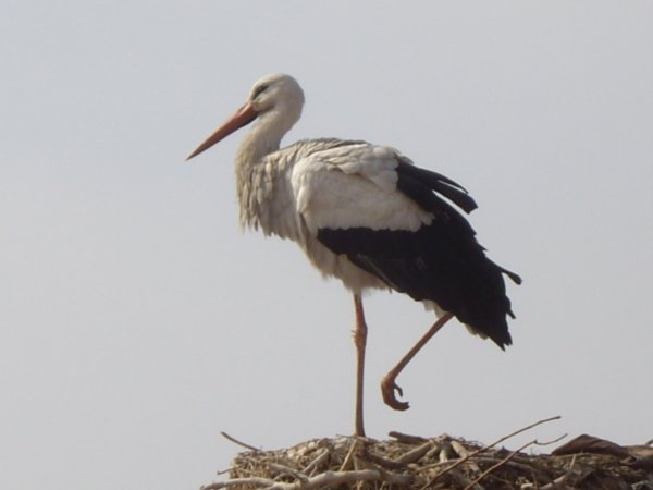 A Very Close Stork