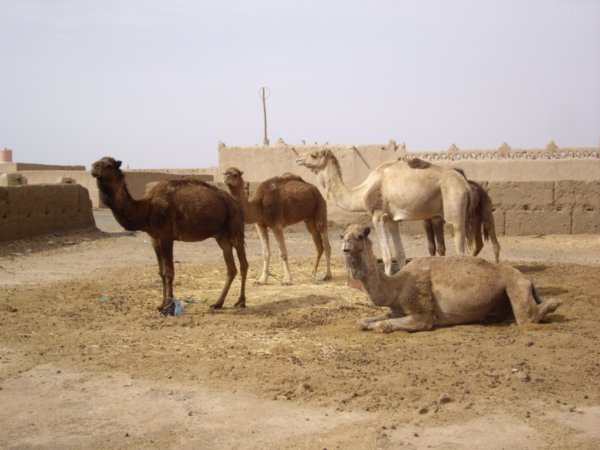 Camels  Posing For A Picture