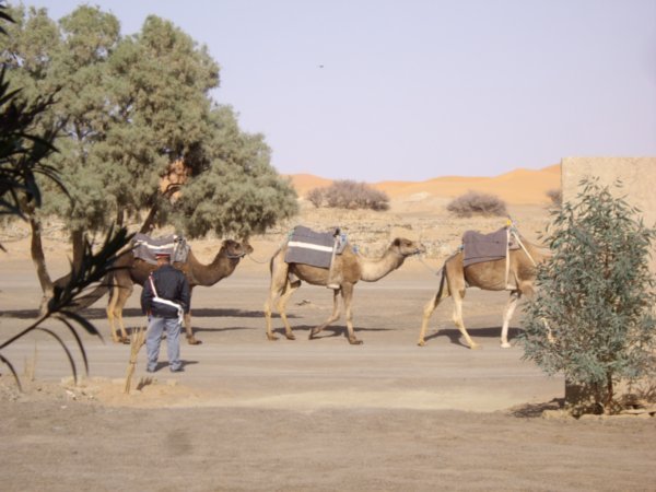 Police And Camels