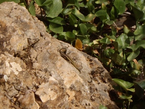 Lizard On The Rocks