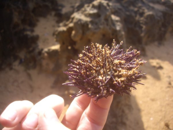 Urchin Thing