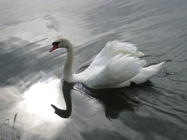 More Swan