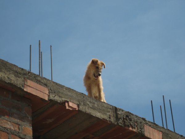 ¿Perro en el techo?