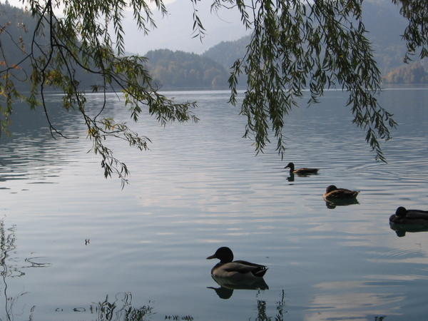 Ducks in Bled