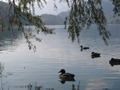 Ducks in Bled