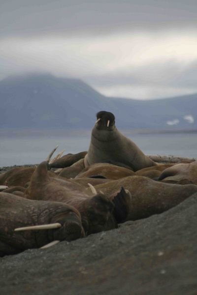 Walruses on Svalbard