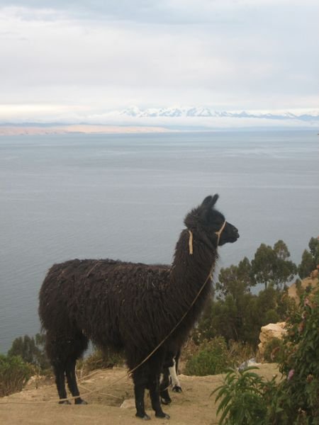 llama and mountains