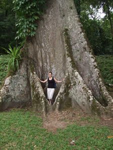 A very big tree