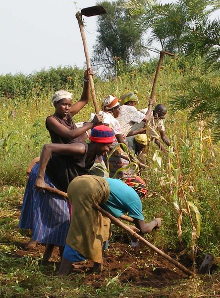 Women working in the fields      